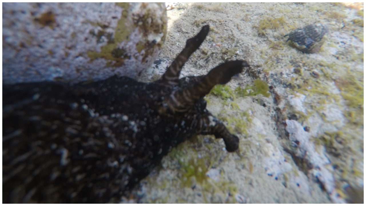 珍しい海洋生物